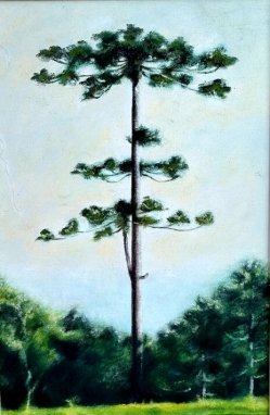 "Pine tree"